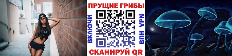 ссылка на мегу онион  darknet формула  Псилоцибиновые грибы Psilocybine cubensis  Звенигово 
